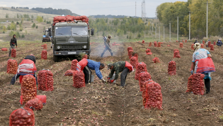 Сбор картошки в деревне Березовка, Красноярский край.