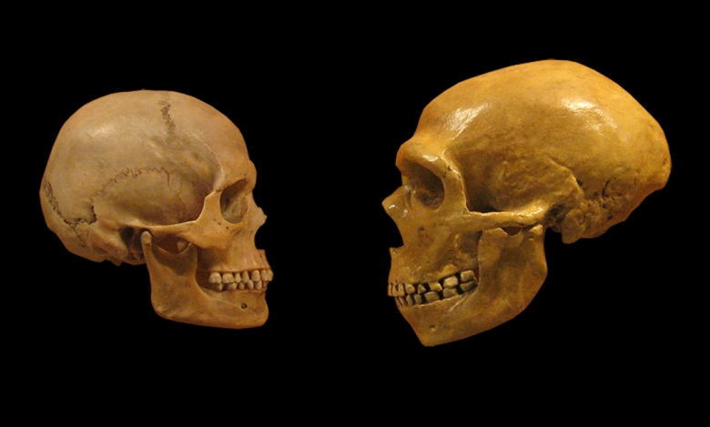 Черепа неандертальца (справа) и Homo sapiens