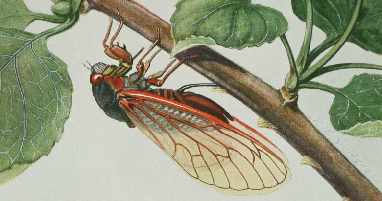 Периодическая цикада Magicicada septendecim. Иллюстрация из книги Р. Э. Снодграсса "Образ жизни насекомых", 1930
