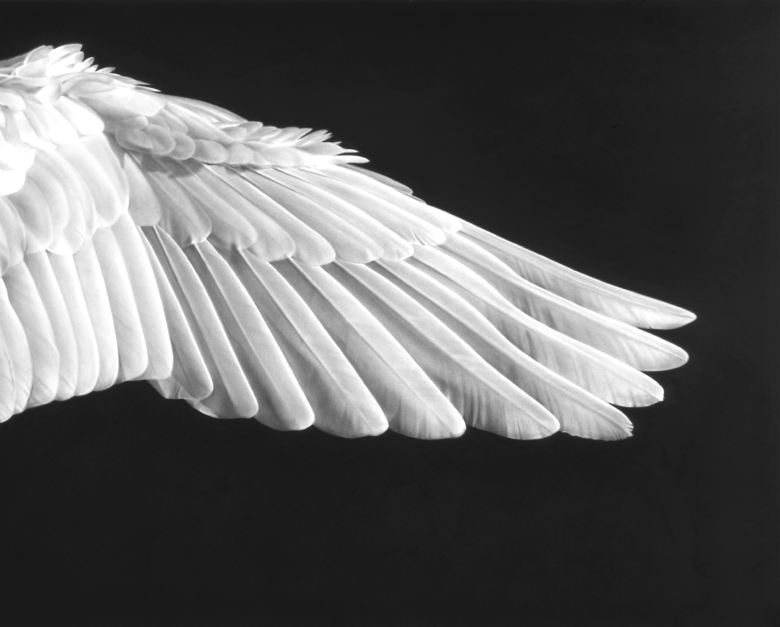 Крыло архангела Гавриила