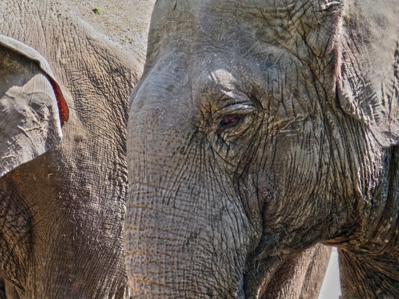 Слоны способны испытывать глубокие эмоции — в частности, скорбь по умершим сородичам, — которые еще недавно считались исключительно человеческим достоянием