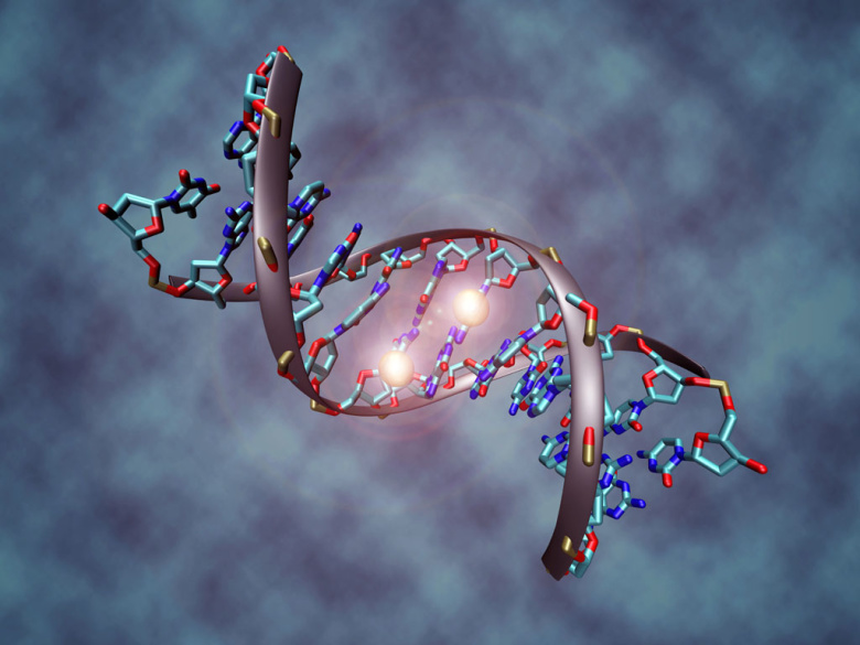 ДНК. Иллюстрация: wikipedia.org