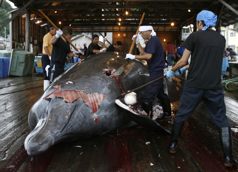 Разделывание кита, Минамибосо, Япония. Фото: Toru Hanai / Reuters