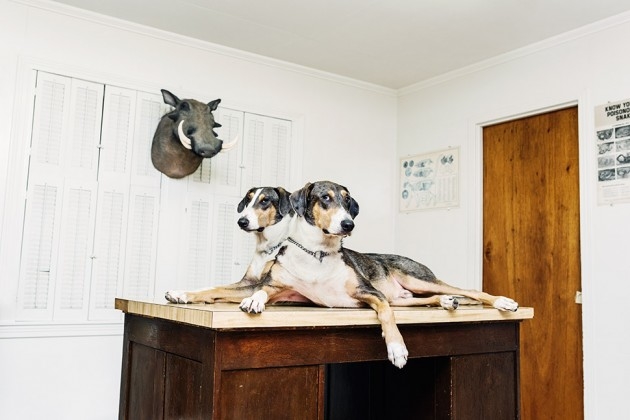 Клонированные в SOOAM собаки. Фото: Thomas Prior / Bloomberg