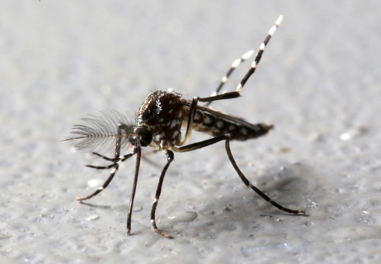Генномодифицированный желтолихорадочный комар (Aedes aegypti), снятый на одном из производств Oxitec