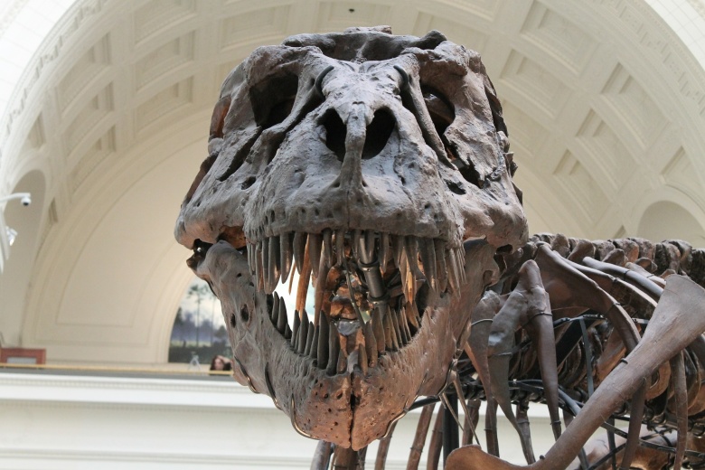 Самка тираннозавра по кличке Сью в Чикагском музее естественной истории.