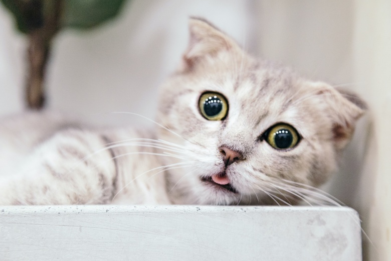 Гипоаллергенные кошки: насколько далеко продвинулись ученые в их выведении  | Будущее | Republic