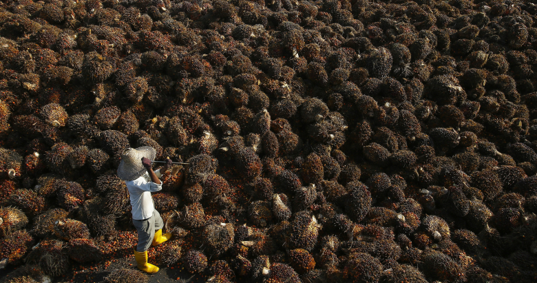 Рабочий собирает плоды масличной пальмы. Куала-Лумпур.