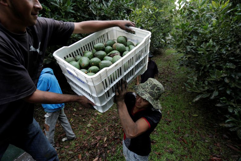 Сбор авокадо в Мексике. Фото: Alan Ortega / Reuters