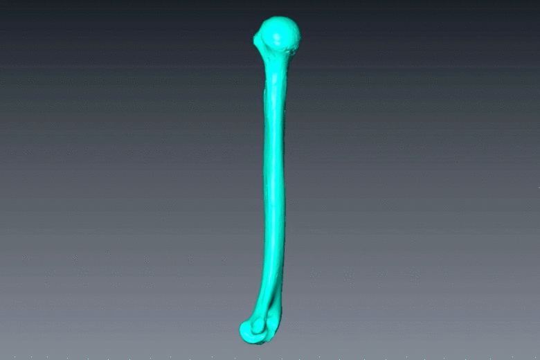 Доисторическая плечевая кость женщины. Gif: Fred Lewsey / Cambridge University