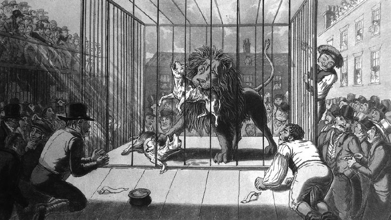 Теодор Лейн. Схватка между львом Уоллесом и псами Сапожником и Мячом на фабричном дворе в Уорике, 1825