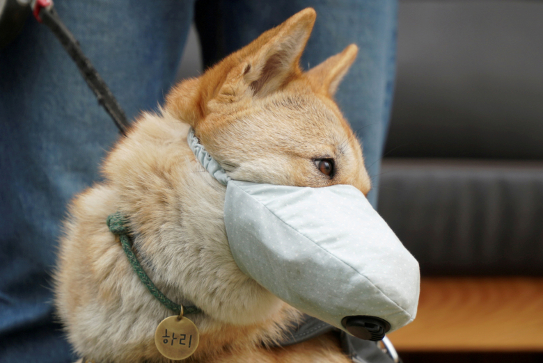 Маска для собаки против загрязнений, Южная Корея. Фото: Hyun Young Yi / Reuters