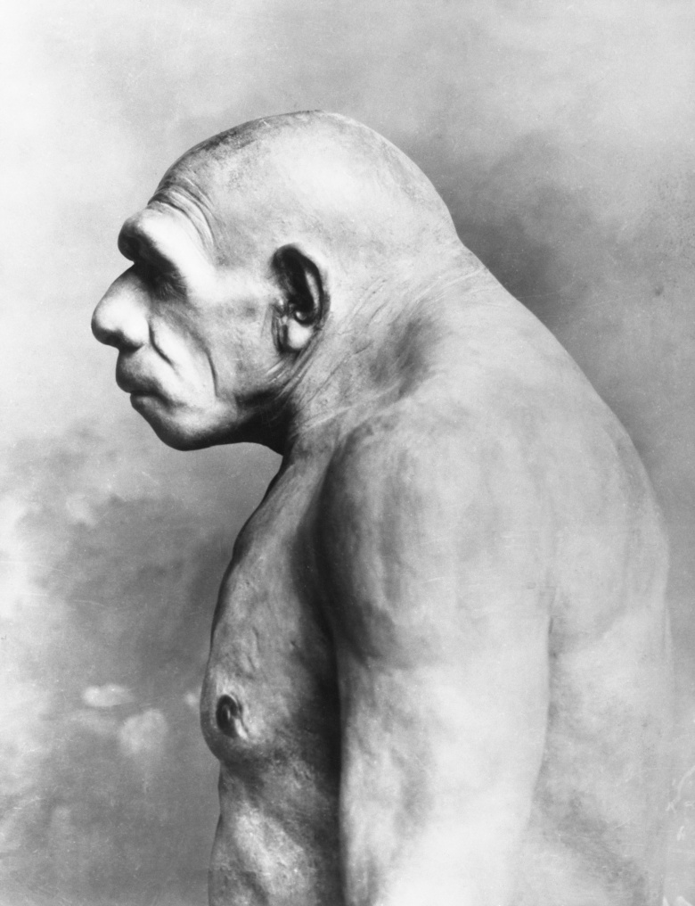 Неандерталец, экспонат из музея Чикаго. Фото: Bettmann / Getty Images