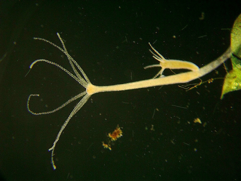 Hydra oligactis