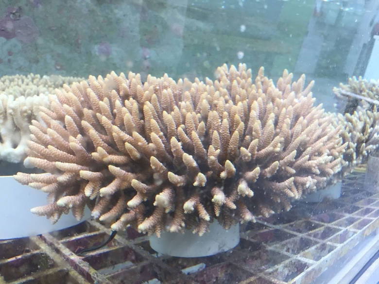 Колония коралов. Фото: Phillip Cleves