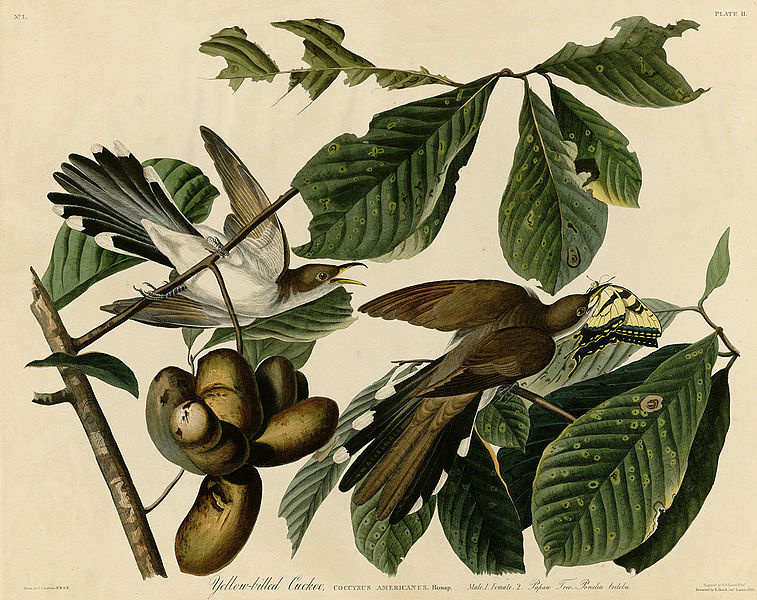 Кукушки. Иллюстрация из альбома Джеймса Одюбона "Птицы Америки" (1827–1838)