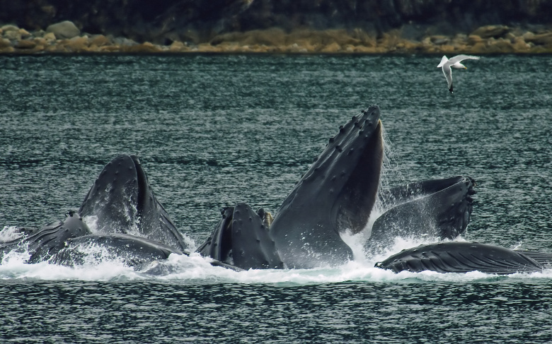 Серые киты на Аляске