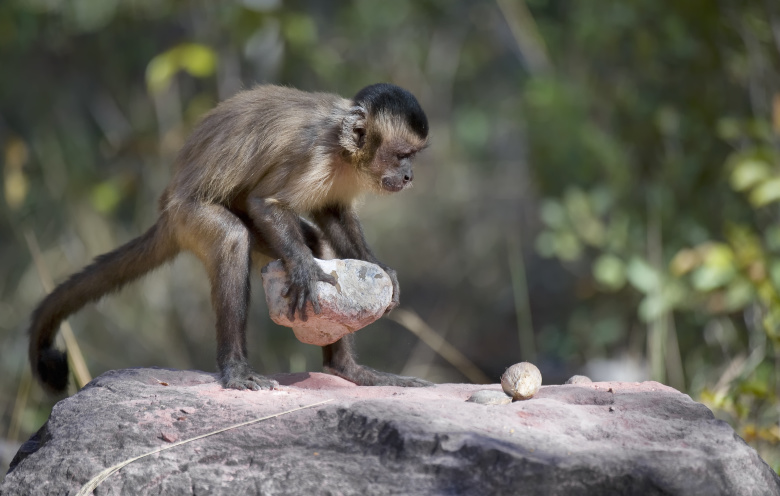 Капуцин использует камень, чтобы разбить орех. Ben Cranke / Getty Images