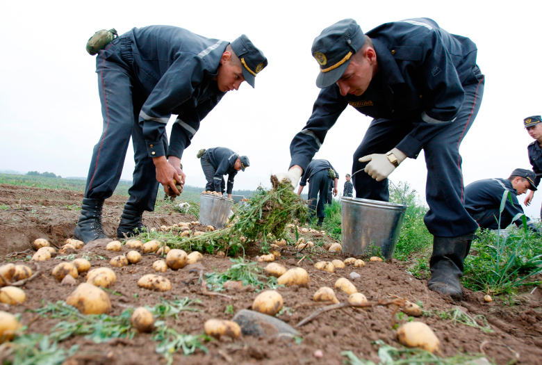 Военнослужащие внутренних войск Белоруссии убирают картошку.
